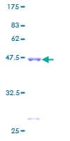 Human PEBP1 / RKIP Protein (Recombinant GST)