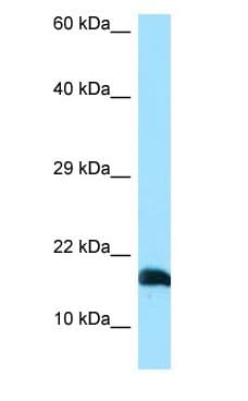 LST1 Antibody (C-Terminus)