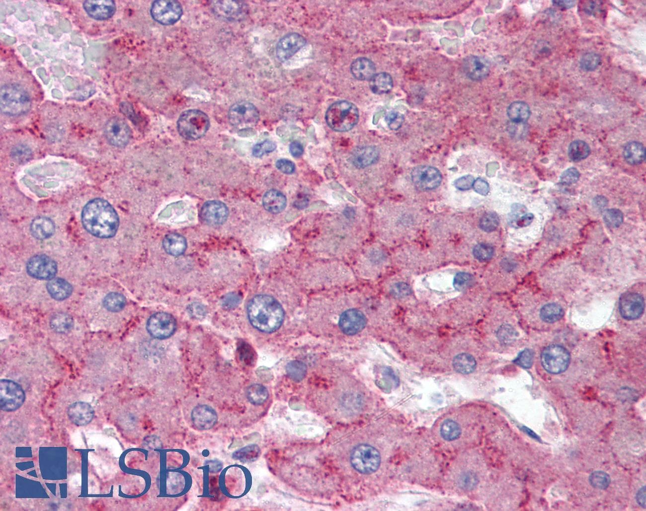IHC-plus™ Monoclonal Mouse anti-Human LRP1 / CD91 Antibody (IHC, WB)