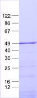 Human DUSP5 Protein (Recombinant His, N-Terminal)