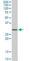 STX4 / Syntaxin 4 Antibody (clone 6A1)