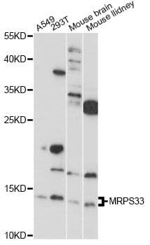 MRPS33 Antibody