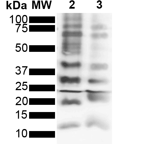 Ubiquitin Antibody (clone FK2, FITC)