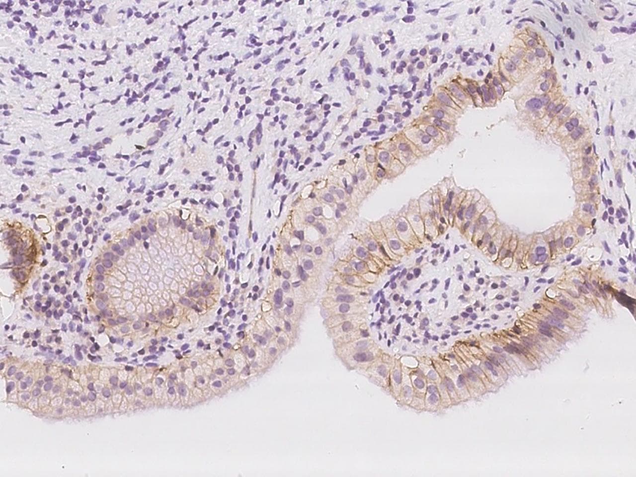 VSIG1 Antibody