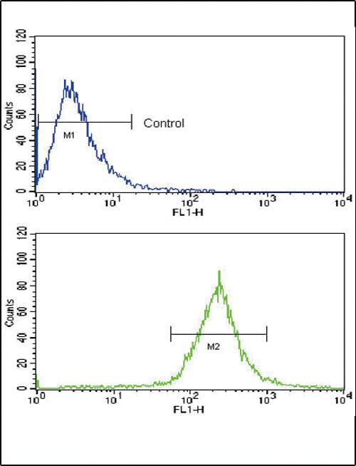 ALK3 / BMPR1A Antibody (aa1-30)
