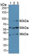 FGL1 / Hepassocin Antibody (aa23-312)