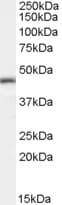 IHC-plus™ Polyclonal Goat anti-Human NF45 / ILF2 Antibody (aa355-367, IHC, WB)