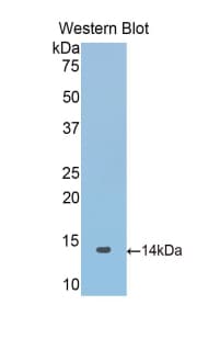 SNCA / Alpha-Synuclein Antibody (aa23-140, APC)