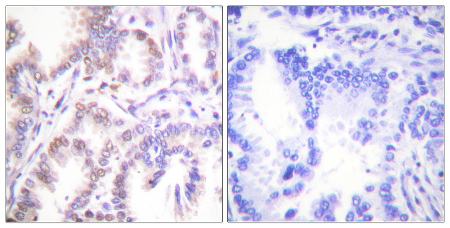 CDK7 Antibody