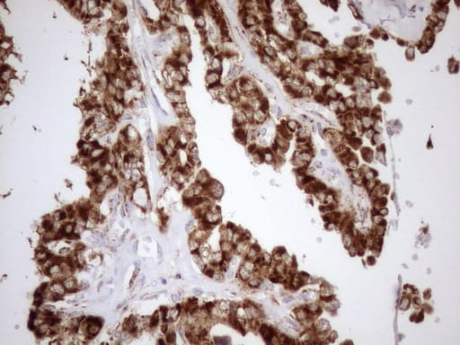 SHMT / SHMT2 Antibody (clone OTI3E9)