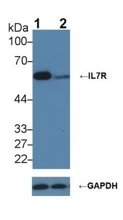 IL7R / CD127 Antibody (aa173-260)