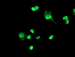 FOXI1 Antibody (aa111-350, clone OTI2C1, Carrier-free)