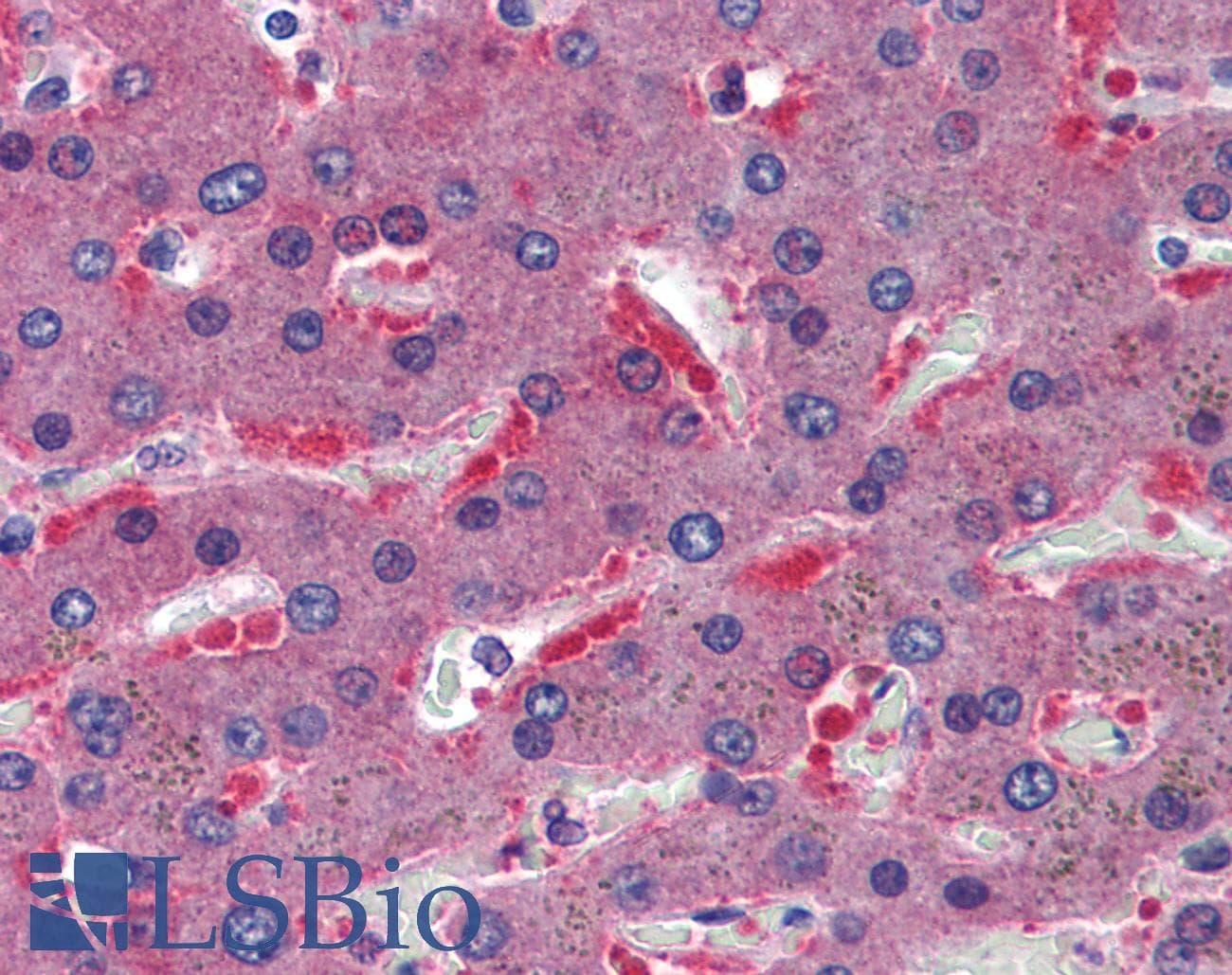 IHC-plus™ CBS Antibody (clone 3E1)