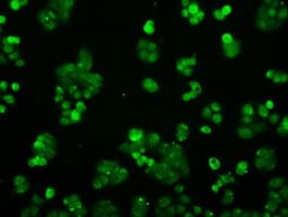 PPP5C Antibody (clone OTI5G5)