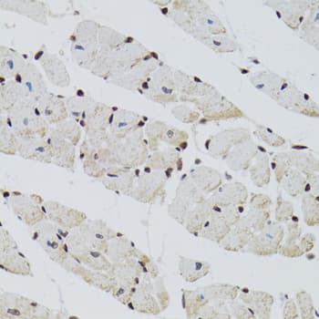 CTCF Antibody