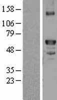 F10 / Factor X Protein (Over-Expression Lysate Myc-DDK (Flag))