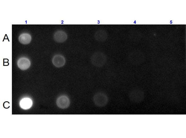 Polyclonal Goat Anti-Mouse IgG Secondary Antibody (TR, IF)