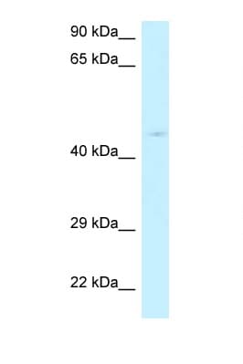 RPP40 / Ribonuclease P Antibody (N-Terminus)