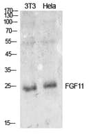 Polyclonal Rabbit anti-Human FGF11 / FGF-11 Antibody (WB)