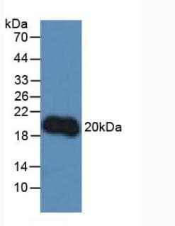 IL-10 Antibody (aa19-178)