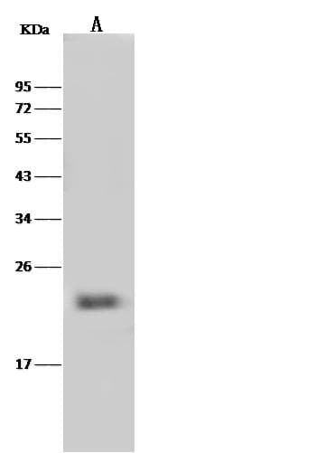 IL23 Antibody (Preservative Free)