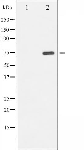 EIF2AK2 / PKR Antibody (phospho-Thr446)