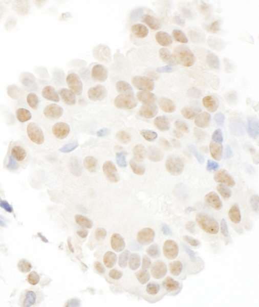 MASTL / GW Antibody (aa550-600)