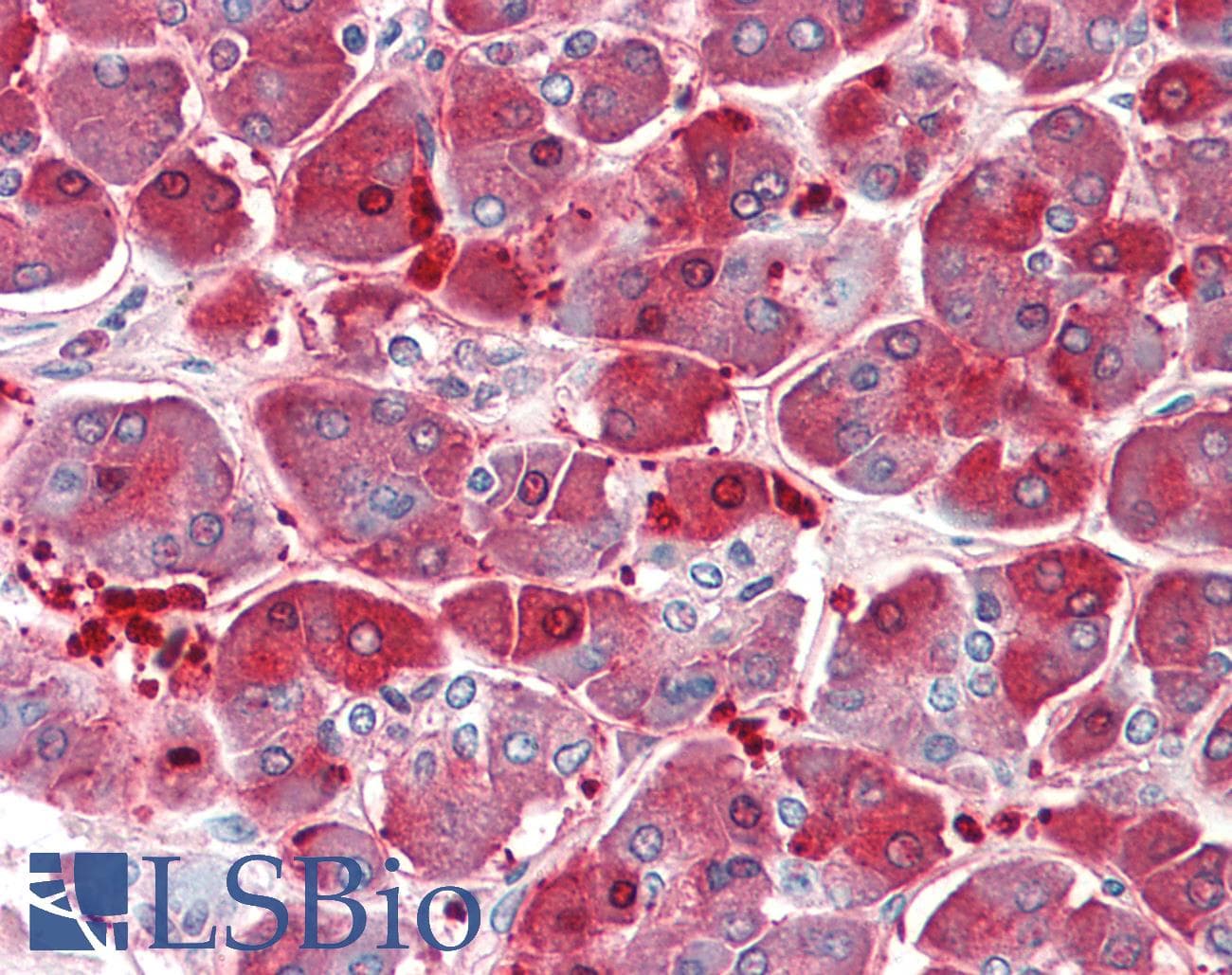 IHC-plus™ XPNPEP1 / Aminopeptidase P Antibody (aa655-666)