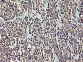 CHN1 Antibody (clone OTI1C9)