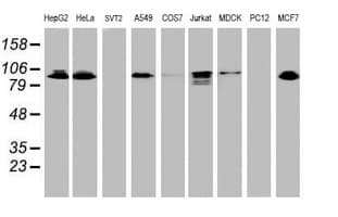IHC-plus™ DPP9 Antibody (clone 6A12)