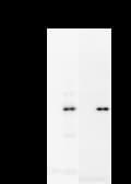 GTF3 / GTF2IRD1 Antibody (clone GTF5I102)