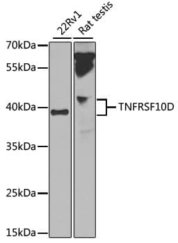 TRAIL-R4 / DCR2 Antibody