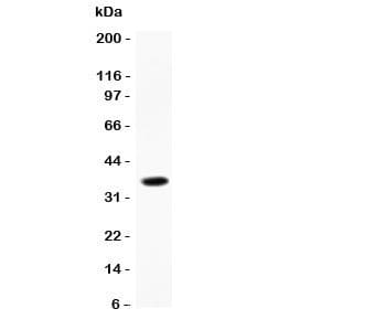 CCL13 / MCP4 Antibody (aa24-98)