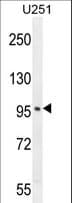 Polyclonal Rabbit anti-Human SOBP Antibody (aa836-864, WB)