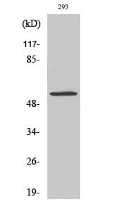 IHC-plus™ Polyclonal Rabbit anti-Human MUC13 Antibody (aa421-470, IHC, IF, WB)