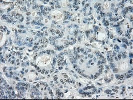 LTA4H / LTA4 Antibody (clone OTI1E9, Carrier-free)