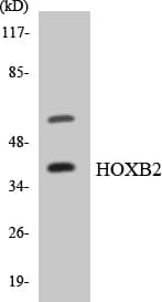 HOXB2 Antibody (aa18-67)