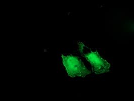 ARH / LDLRAP1 Antibody (clone OTI7G2)