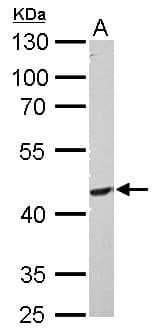PIK3R3 / p85 Gamma Antibody (aa192-427)