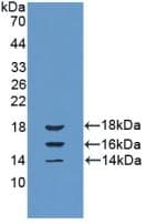 IL15 Antibody (aa48-162, FITC)