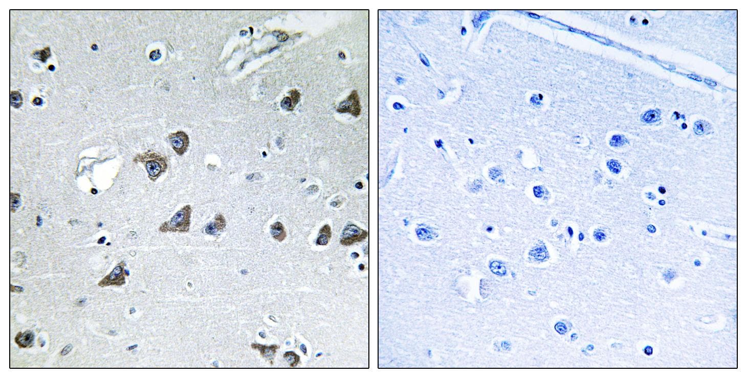 EIF3S5 / EIF3F Antibody