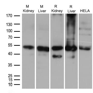 ALDH9A1 Antibody