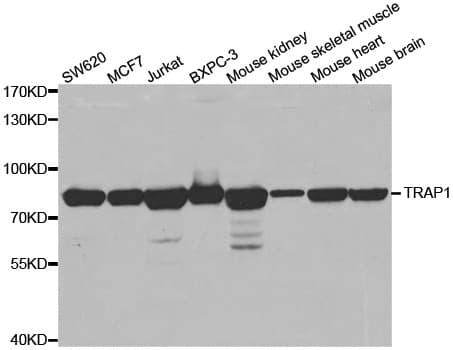 TRAP1 / HSP75 Antibody