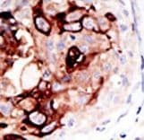 SENP2 Antibody (aa502-533)