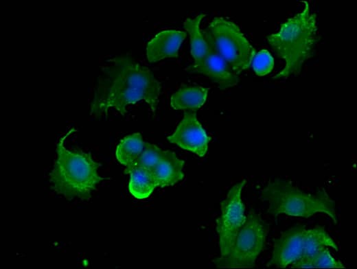 PTK6 / BRK Antibody
