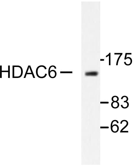 HDAC6 Antibody (His1203)