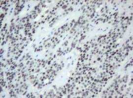 SF3A1 / SF3A120 Antibody (clone OTI4D8)