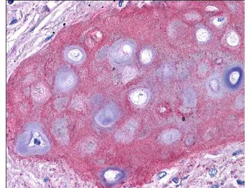 Polyclonal Rabbit anti-Mammal Collagen II Antibody (Biotin, IHC, WB)