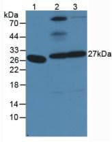 Pepsinogen A Antibody (aa63-295)
