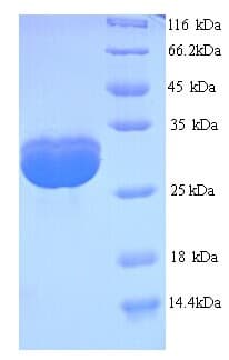Saccharomyces cerevisiae SPT15 Protein (Recombinant His)